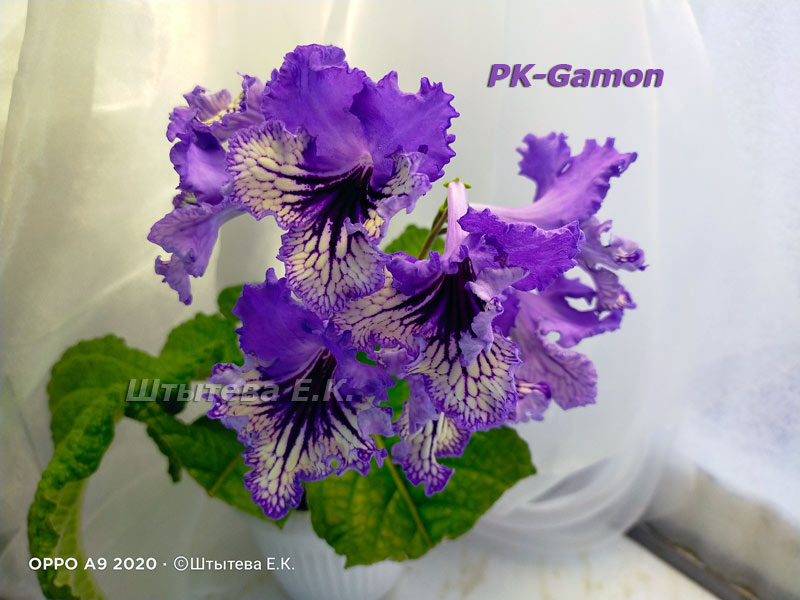  PK-Gamon 7579 