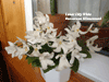 Фиалка Lunar Lily White