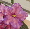 Фиалка Snowkissed Plum