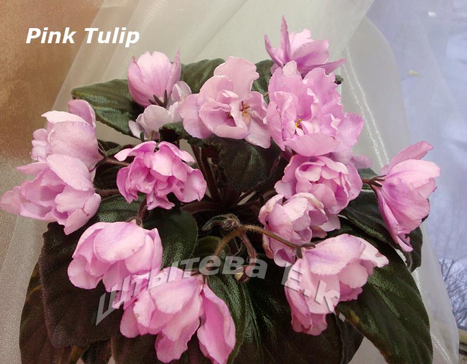  Pink Tulip 