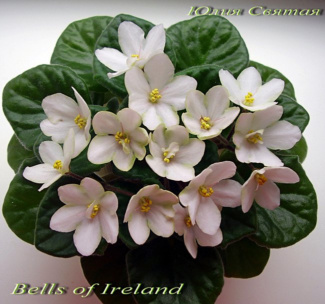  Bells of Ireland 
