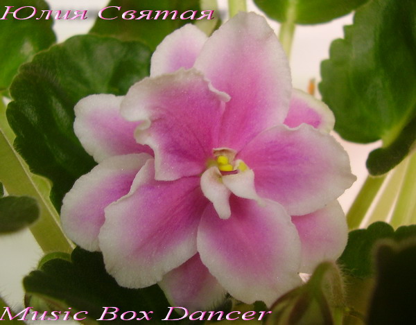  Music Box Dancer 