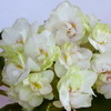  Ma's Bridal Bouquet