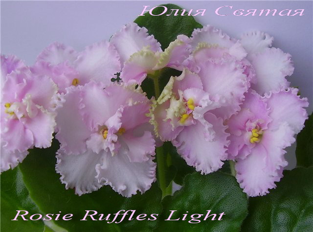  Rosie Ruffles Light 