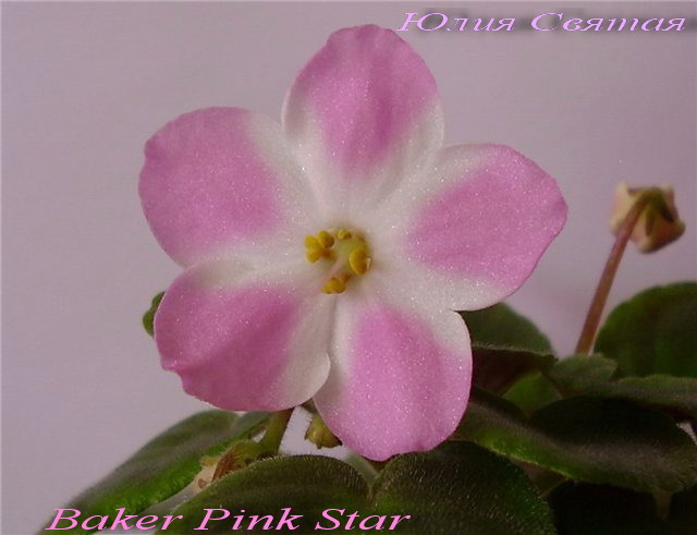  Baker Pink Star 