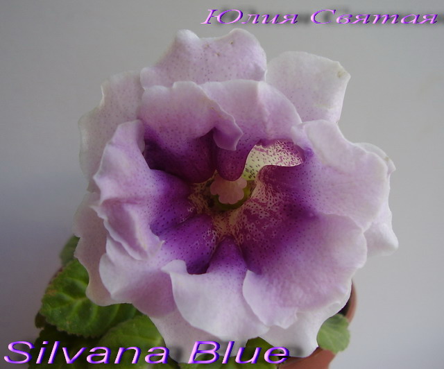  Silvana Blue 