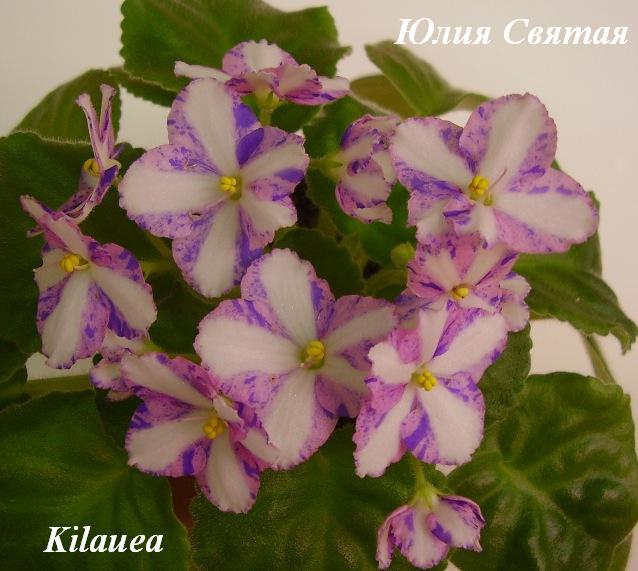  Kilauea 