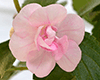  Double Pink Rose 