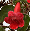  K. hirsuta hybrid (K. riantha hybrid)