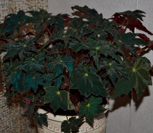  Begonia Black Velvet 