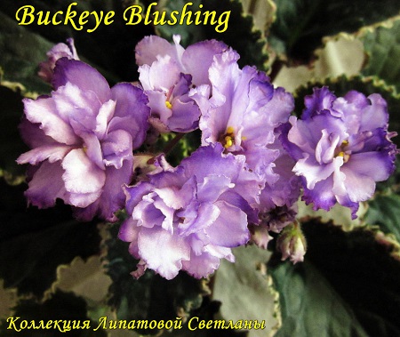  Buckeye Blushing 