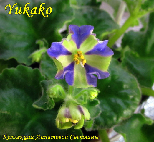  Yukako () 