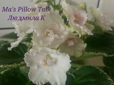  Ma's Pillow Talk 