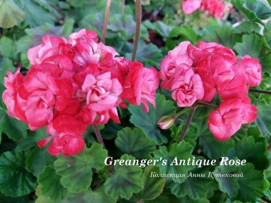  Grangers Antique Rose 