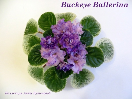  Buckeye Ballerina 