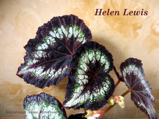  Helen Lewis