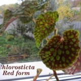  Chlorosticta Red