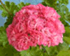  Swanland Pink-Australien Pink Rosebud