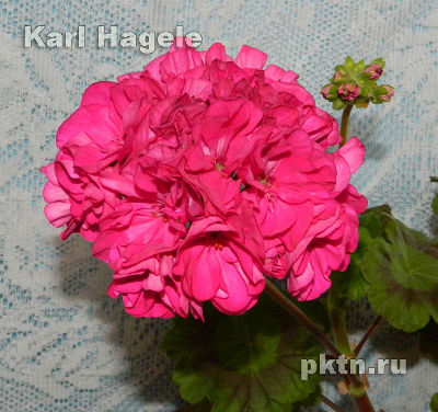  Karl Hagele 