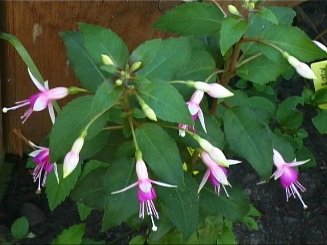 Fuchsia Minirose kupiti.