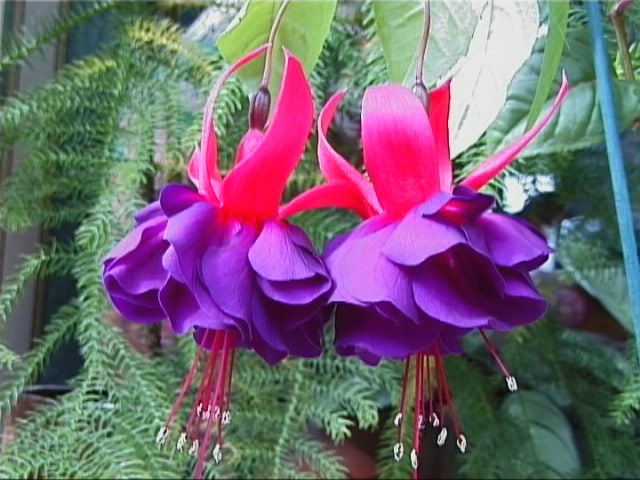 مخمل سلطنتی مخملی Fuchsia خرید.