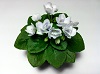 Фиалка Jolly Orchid