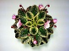 Фиалка Joy’s Pink Halo