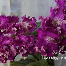 Фиалка DS Crazy