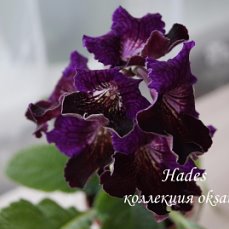Фиалка Hades