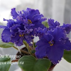 Фиалка АВ-Ди Каприо