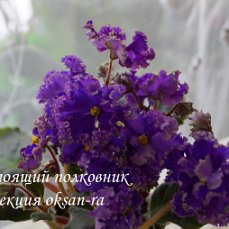 Фиалка АВ-Настоящий Полковник