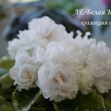 Фиалка ЛЕ-Белая камелия
