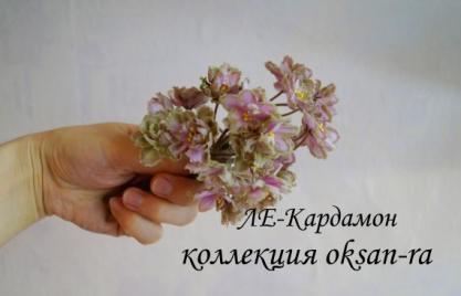 Фиалка ЛЕ-Кардамон