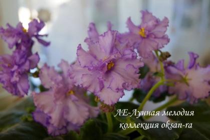 Фиалка ЛЕ-Лунная мелодия