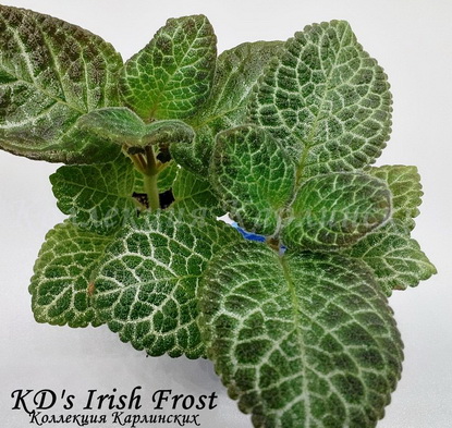  KD's Irish Frost 