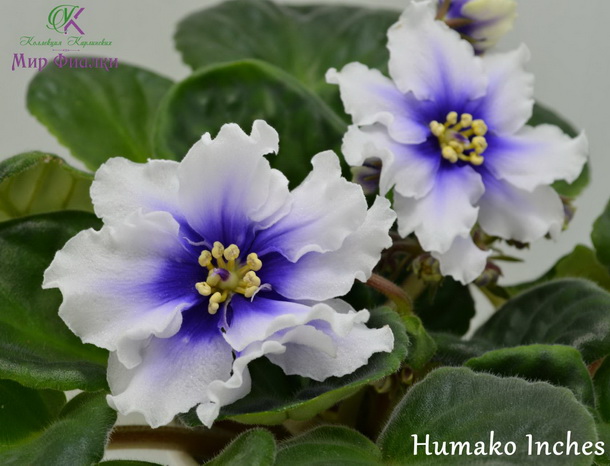 Humako Inches Фиалка Фото Humako Inches Фиалка Фото