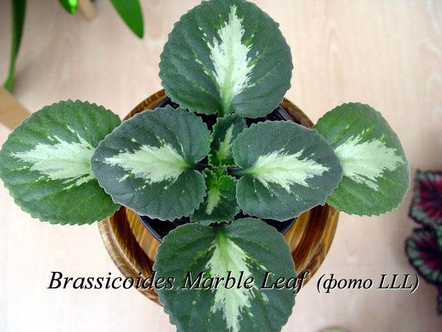  Brassicoides Marble Leaf 