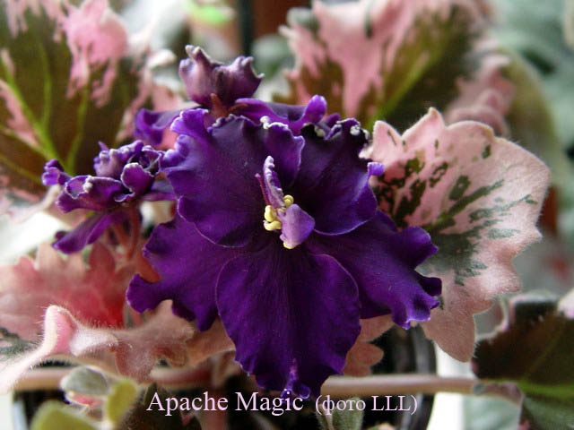  Apache Magic 