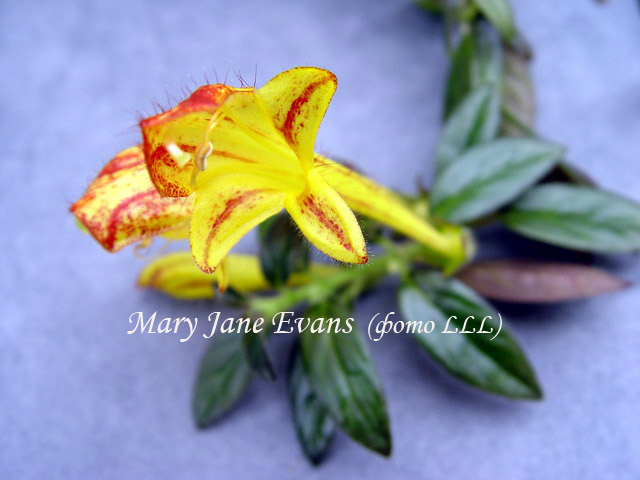   Mary Jane Evans 