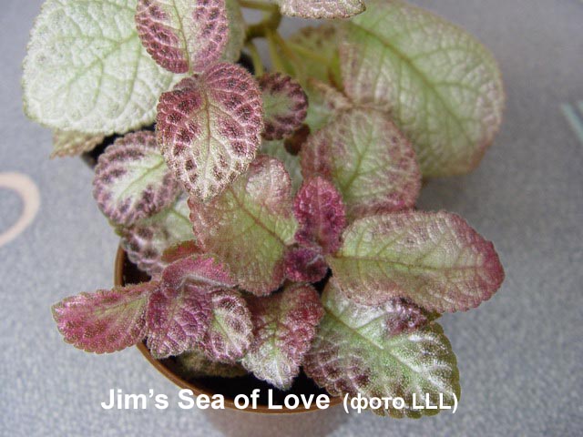  Jim's Sea of Love 