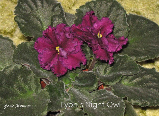  Lyon's Night Owl 