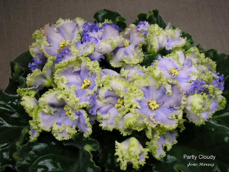 фиалка partly cloudy фото и описание онлайн фиалка partly cloudy фото и описание