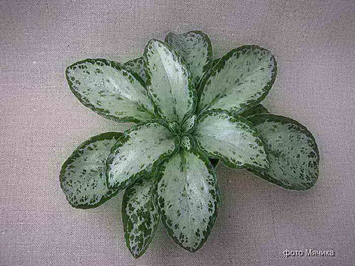  Primulina sinensis 'Betty' 