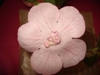 Ахименес Double Pink Rose