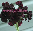  Royal Black Rose