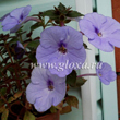 Ахименес Forget Me Not