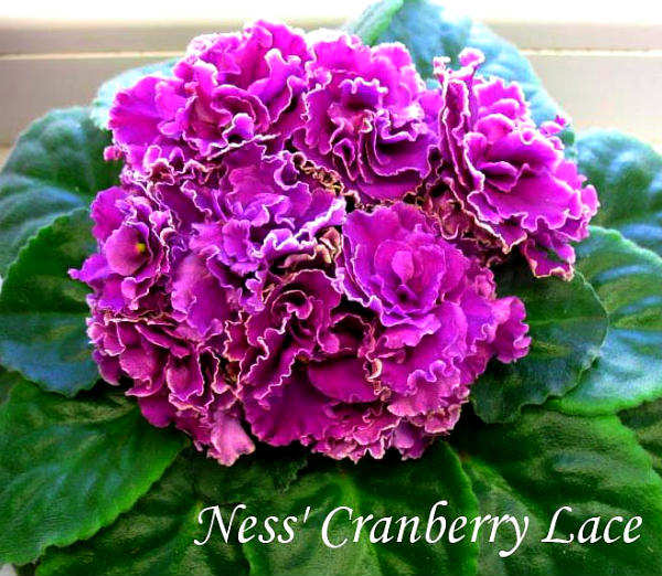  Ness Cranberry Lace 