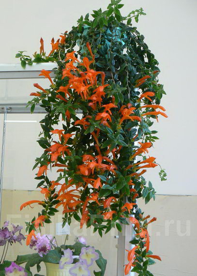  C. Orange Sherbet 