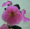 Ахименес Arletta Pink