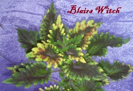  Blairs Witch 